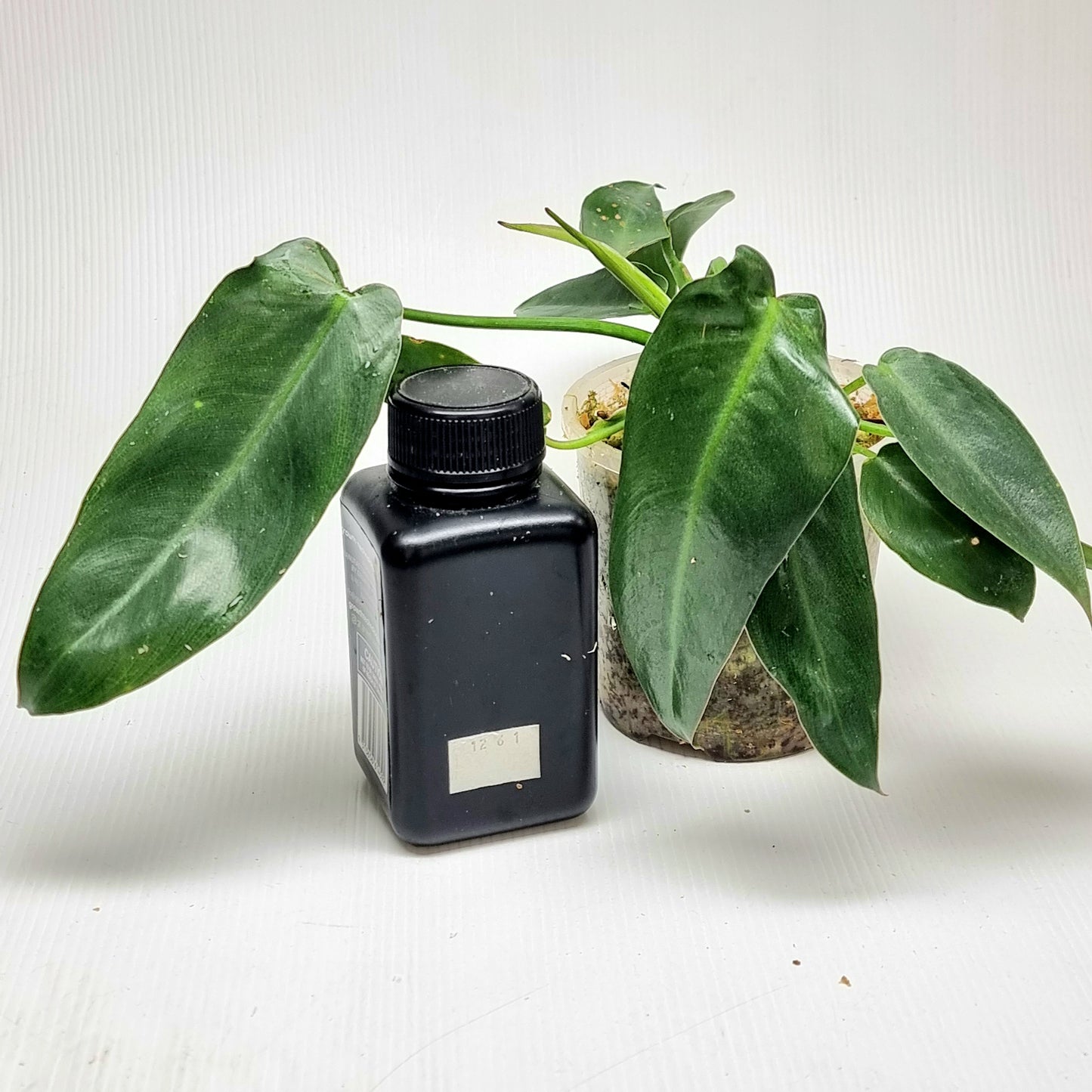 Philodendron Spiritus Sancti