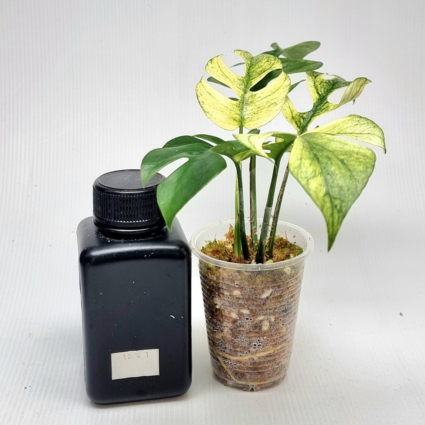 Rhaphidophora tetrasperma Mint, M