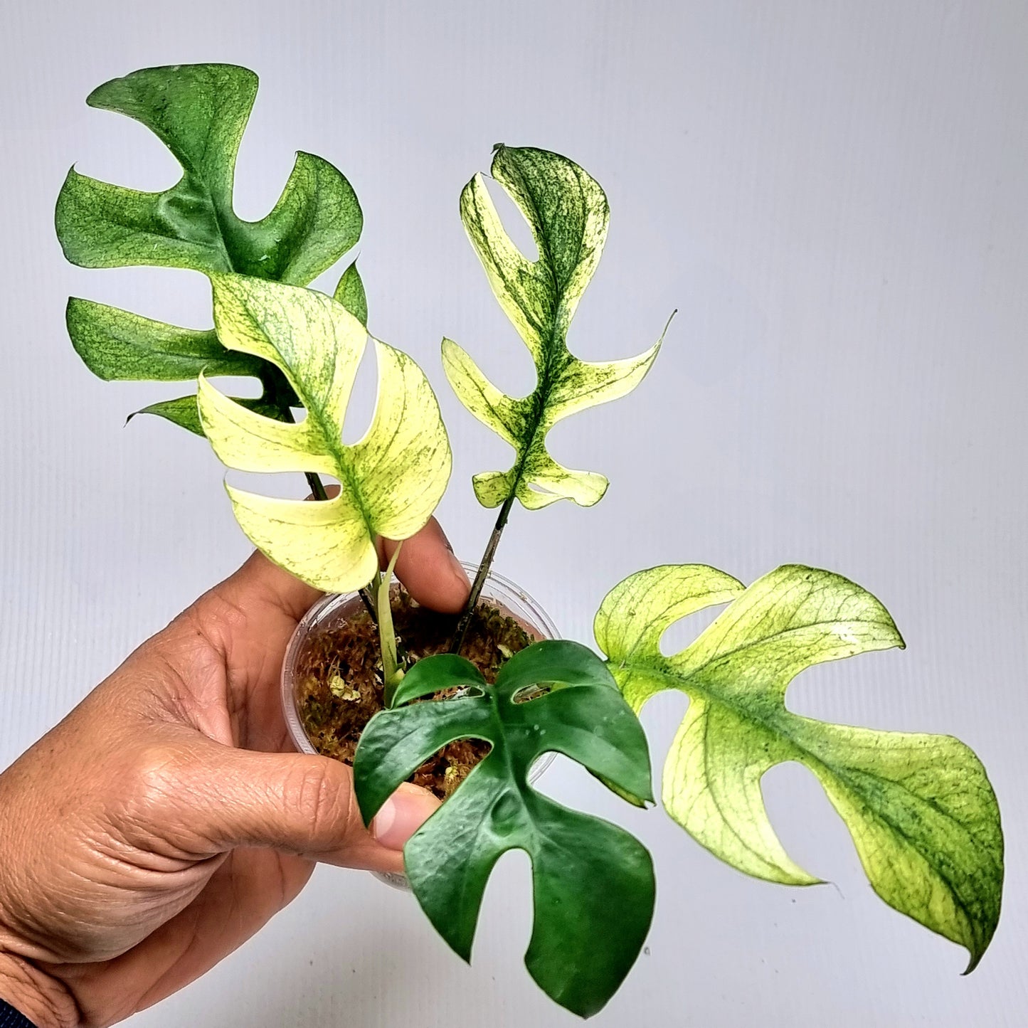 Rhaphidophora tetrasperma Mint, M