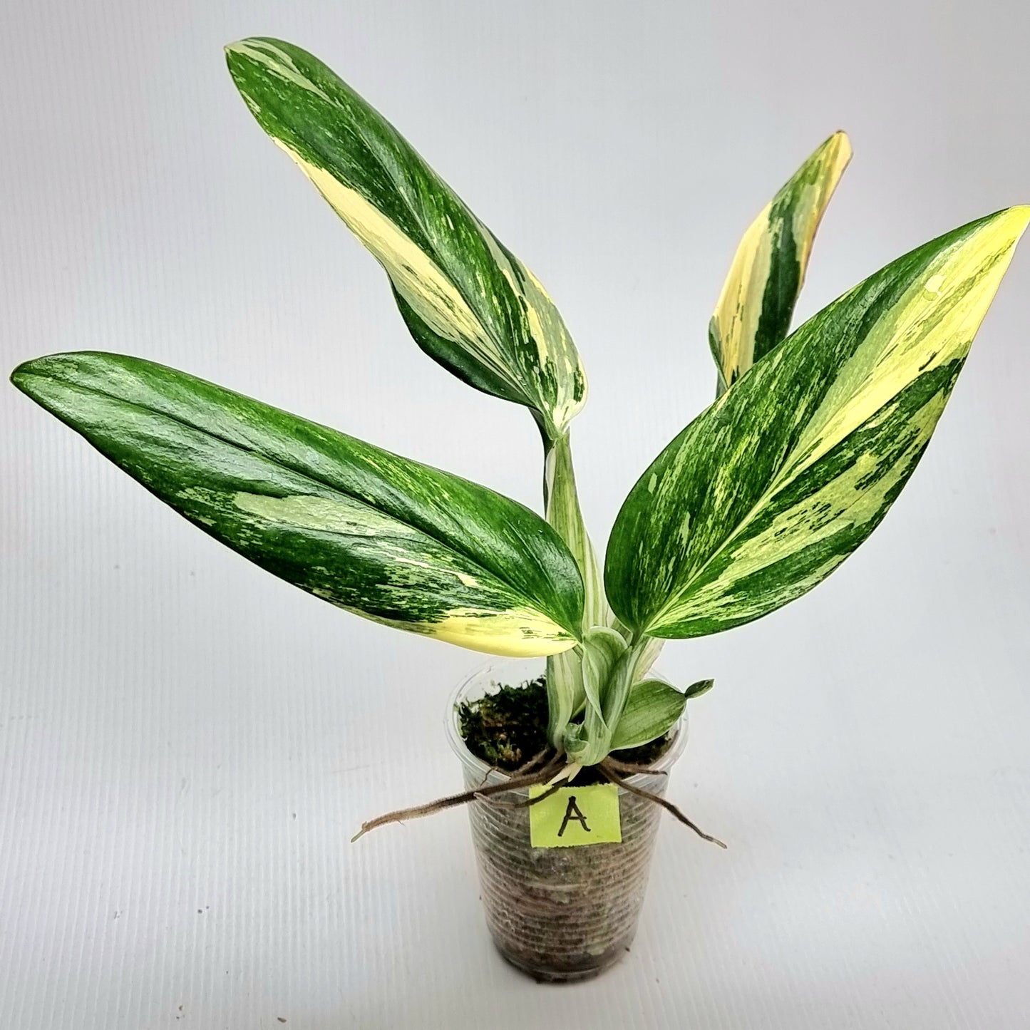 Monstera standleyana aurea variegated