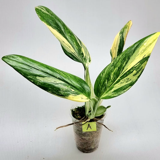 Monstera standleyana aurea variegated