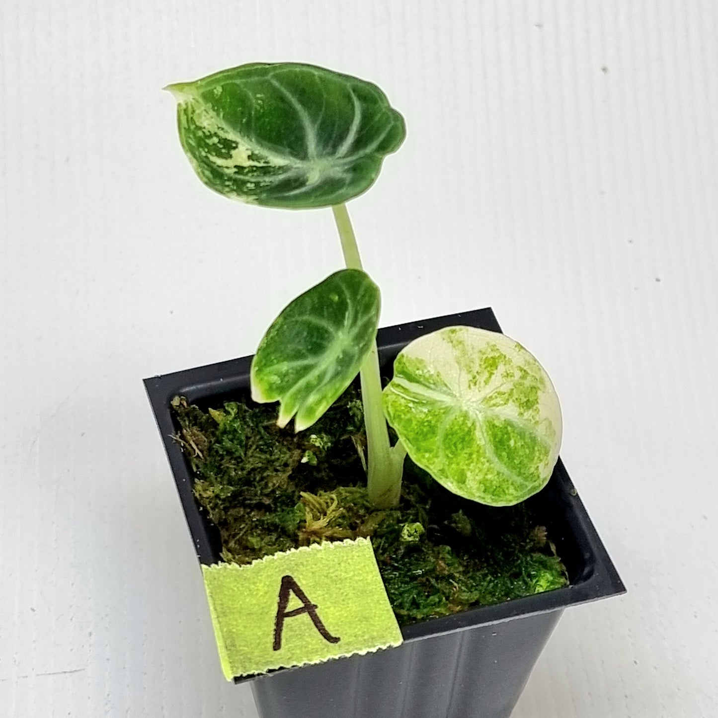 Alocasia Ninja Albo Variegated
