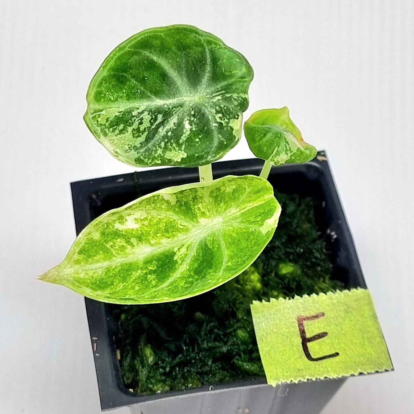 Alocasia Ninja Albo Variegated