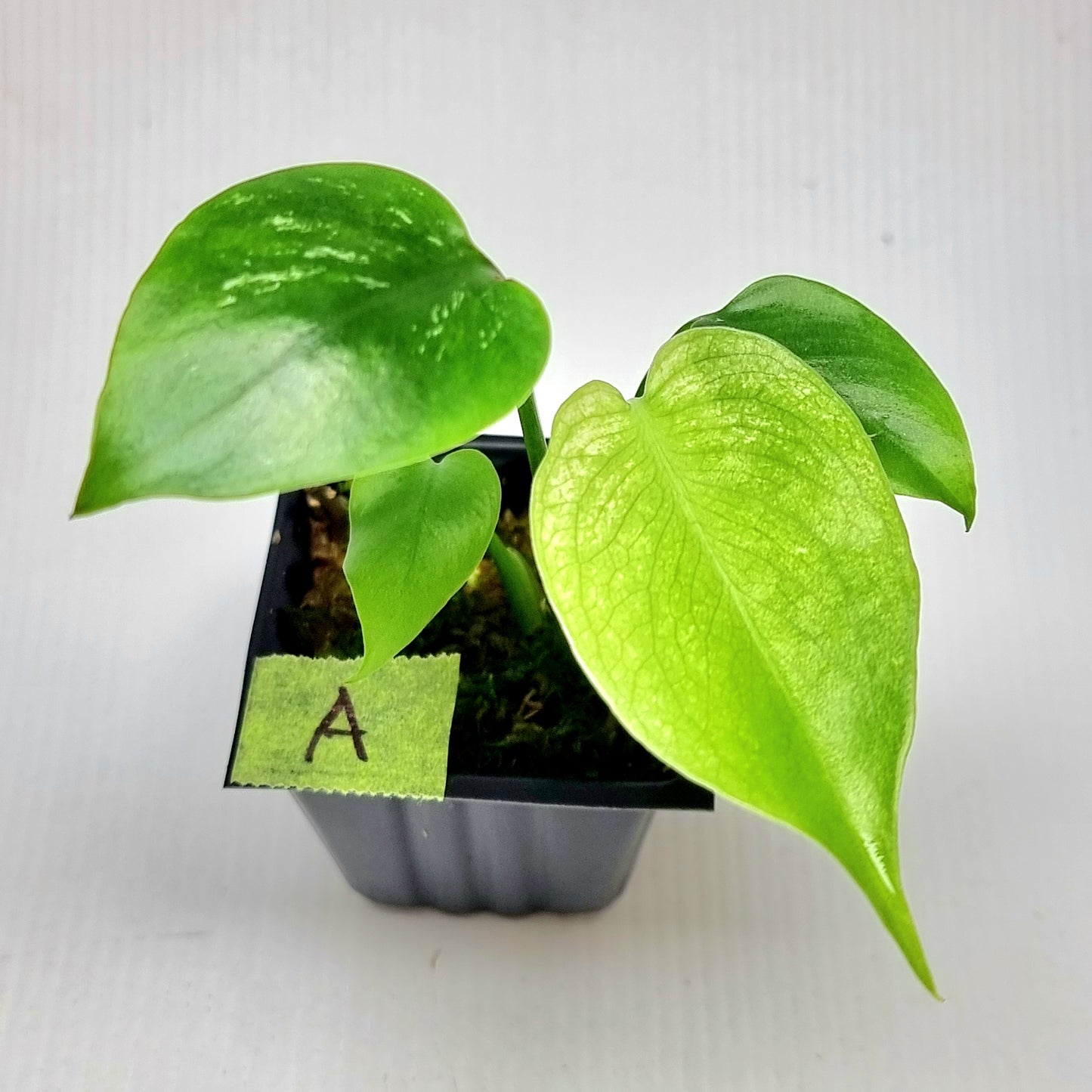 Monstera Devils Monster