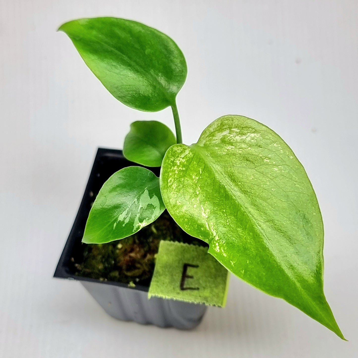 Monstera Devils Monster