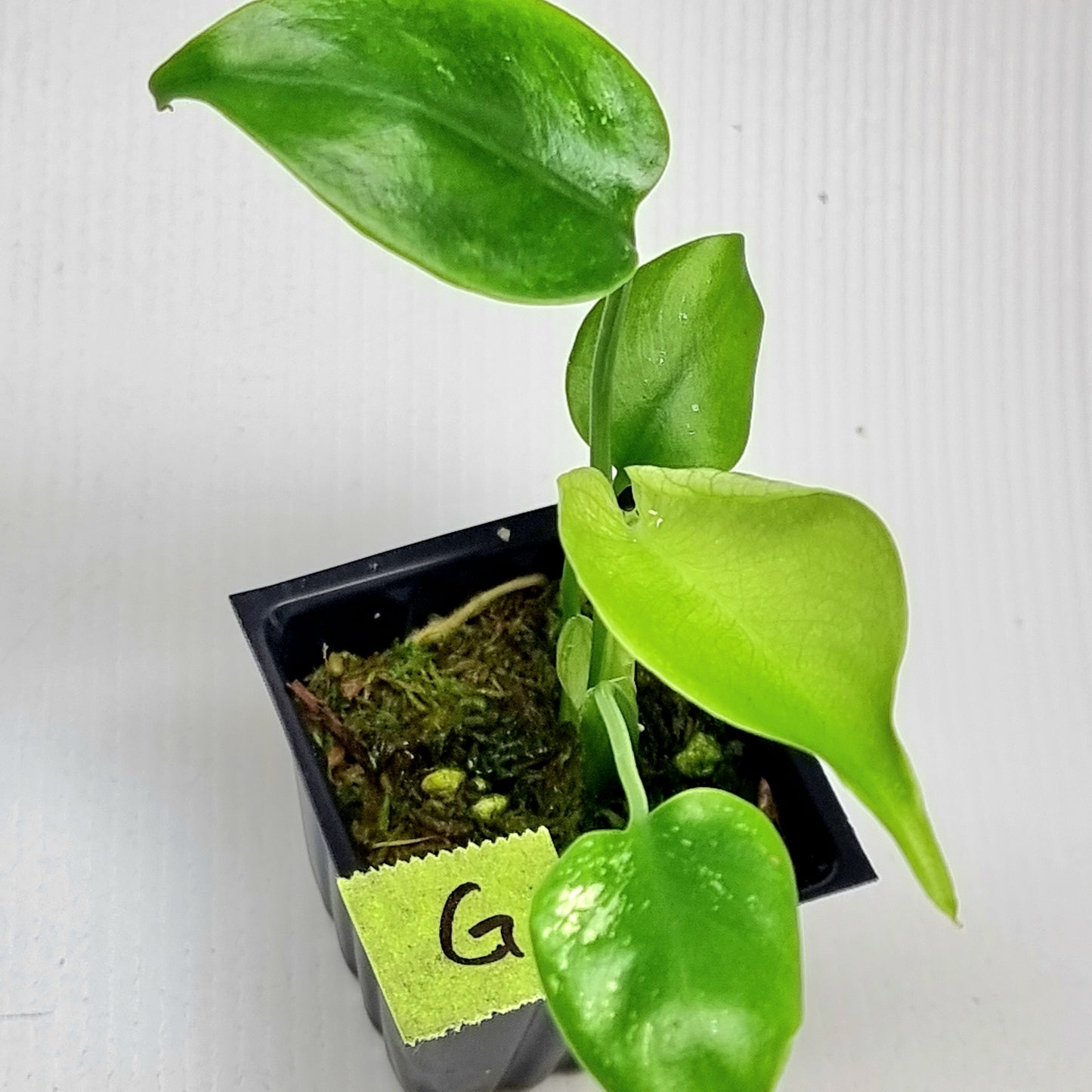 Monstera Devils Monster