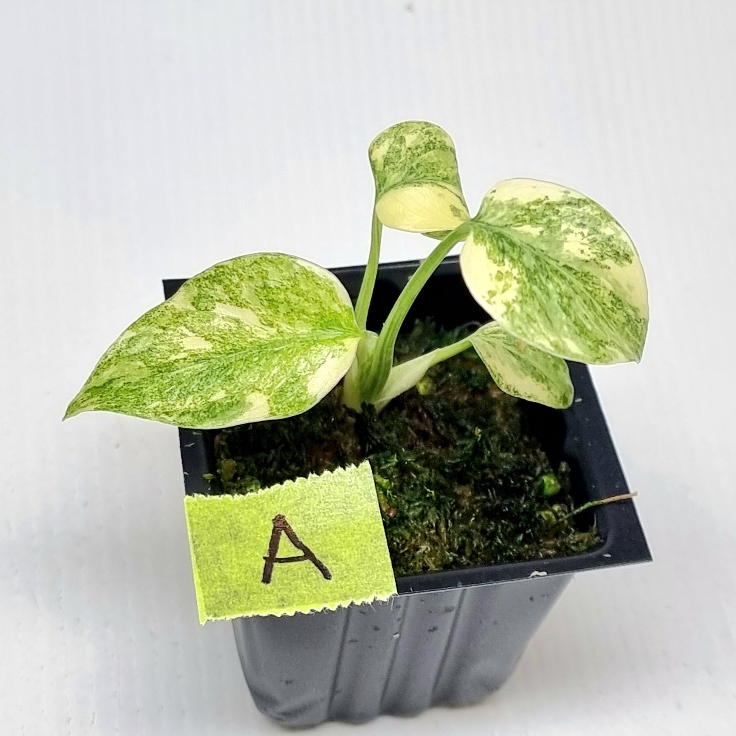 Monstera Legacy