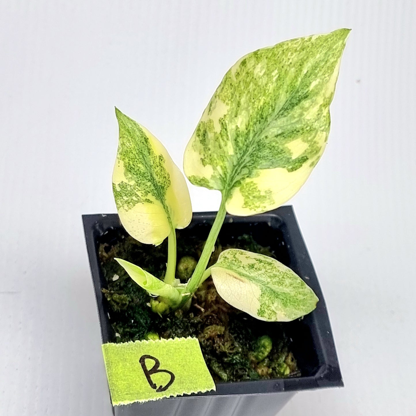 Monstera Legacy
