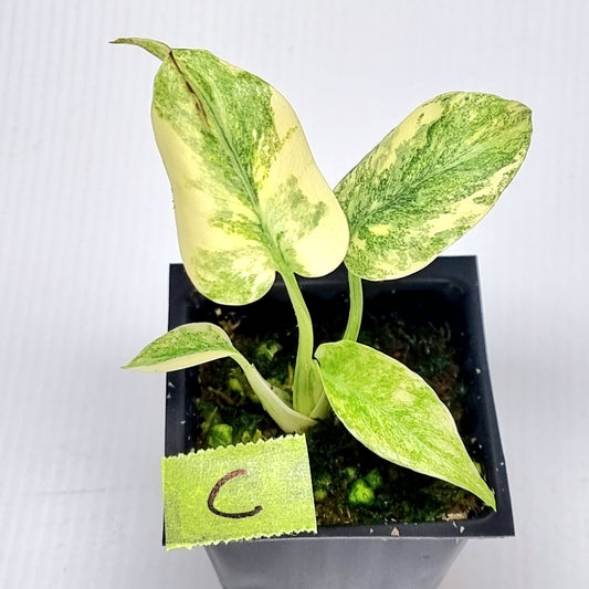 Monstera Legacy