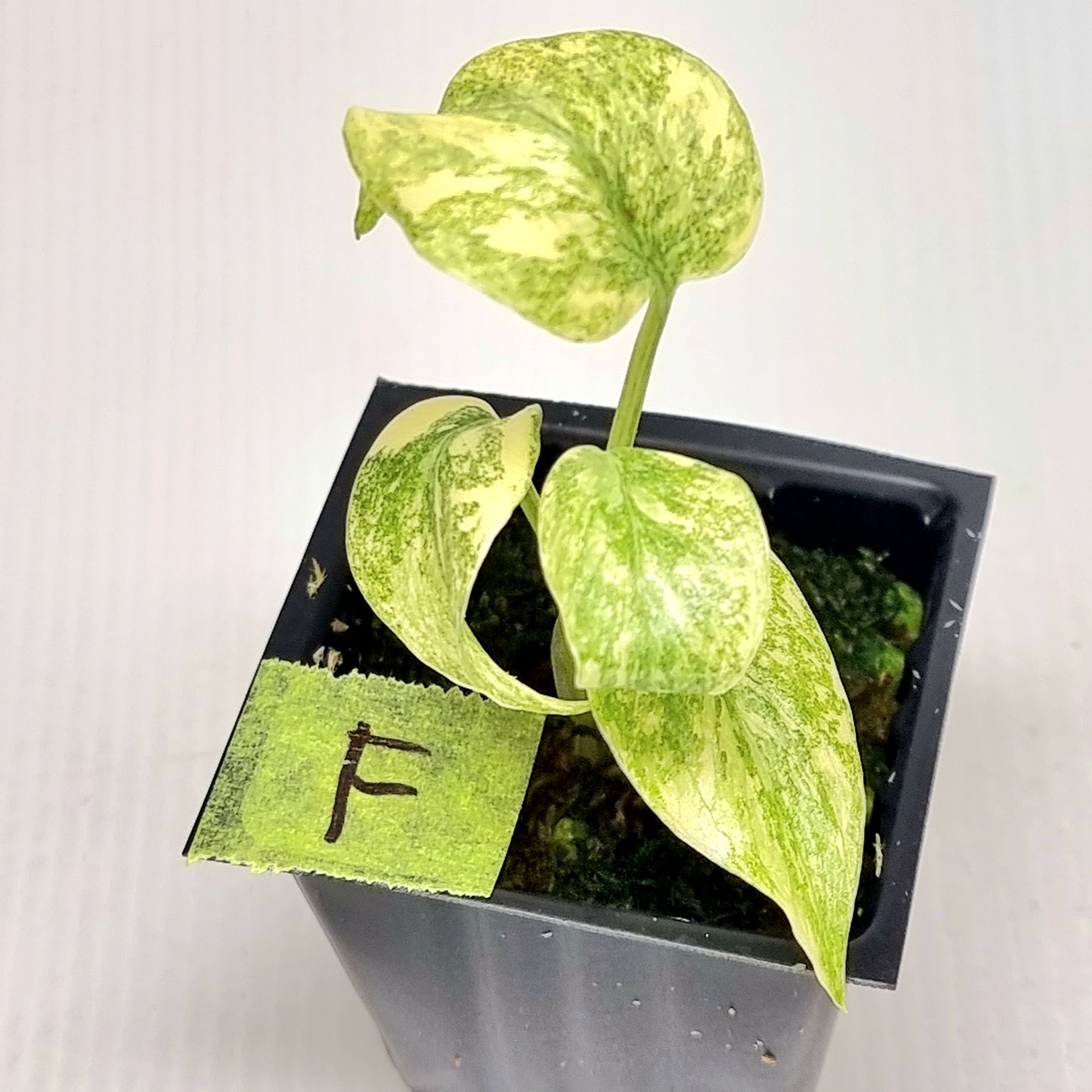 Monstera Legacy