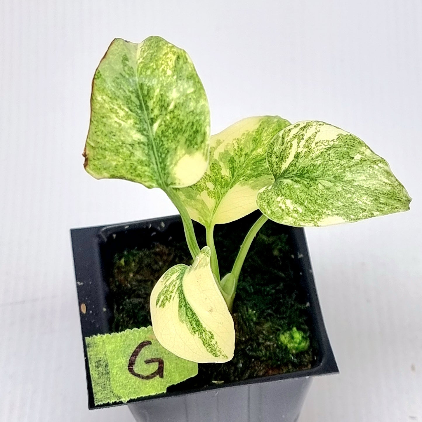 Monstera Legacy