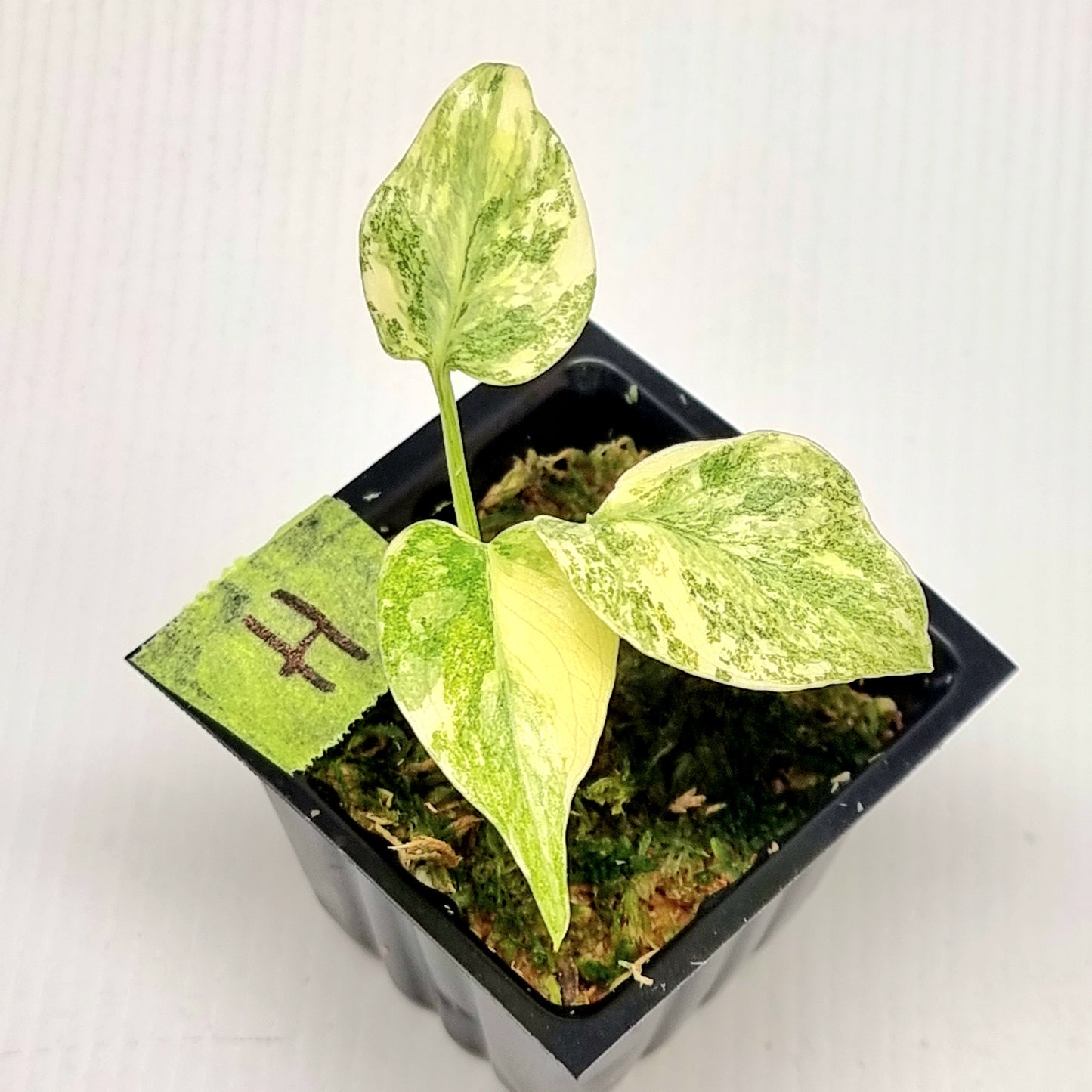 Monstera Legacy