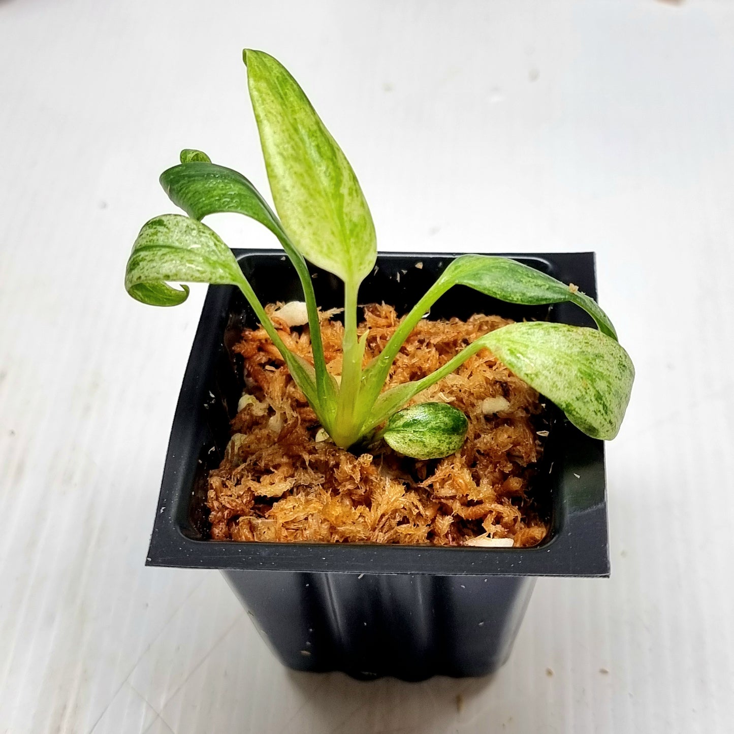 Epipremnum giganteum mint variegated