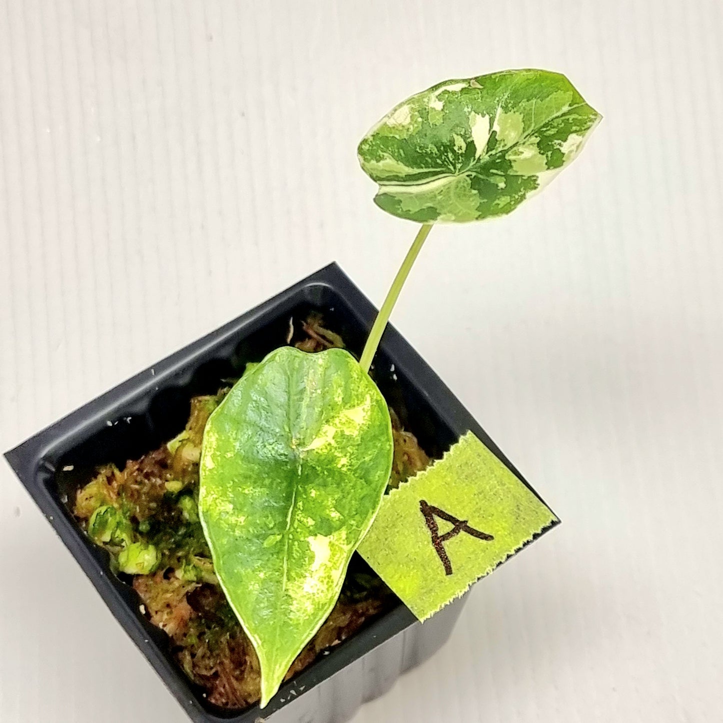 Alocasia Platinum/Bisma Albo Variegated