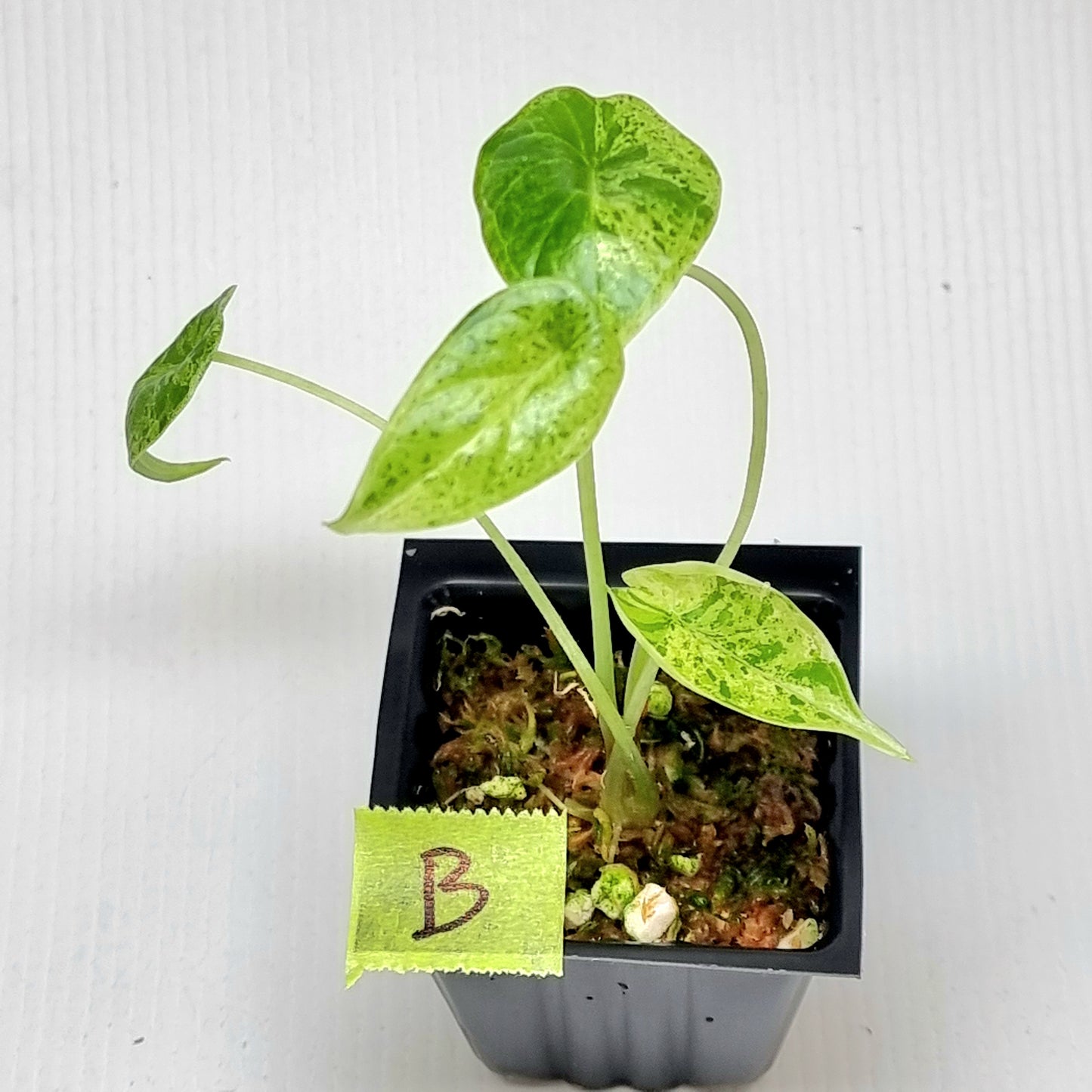 Alocasia Dragon Scale Mint