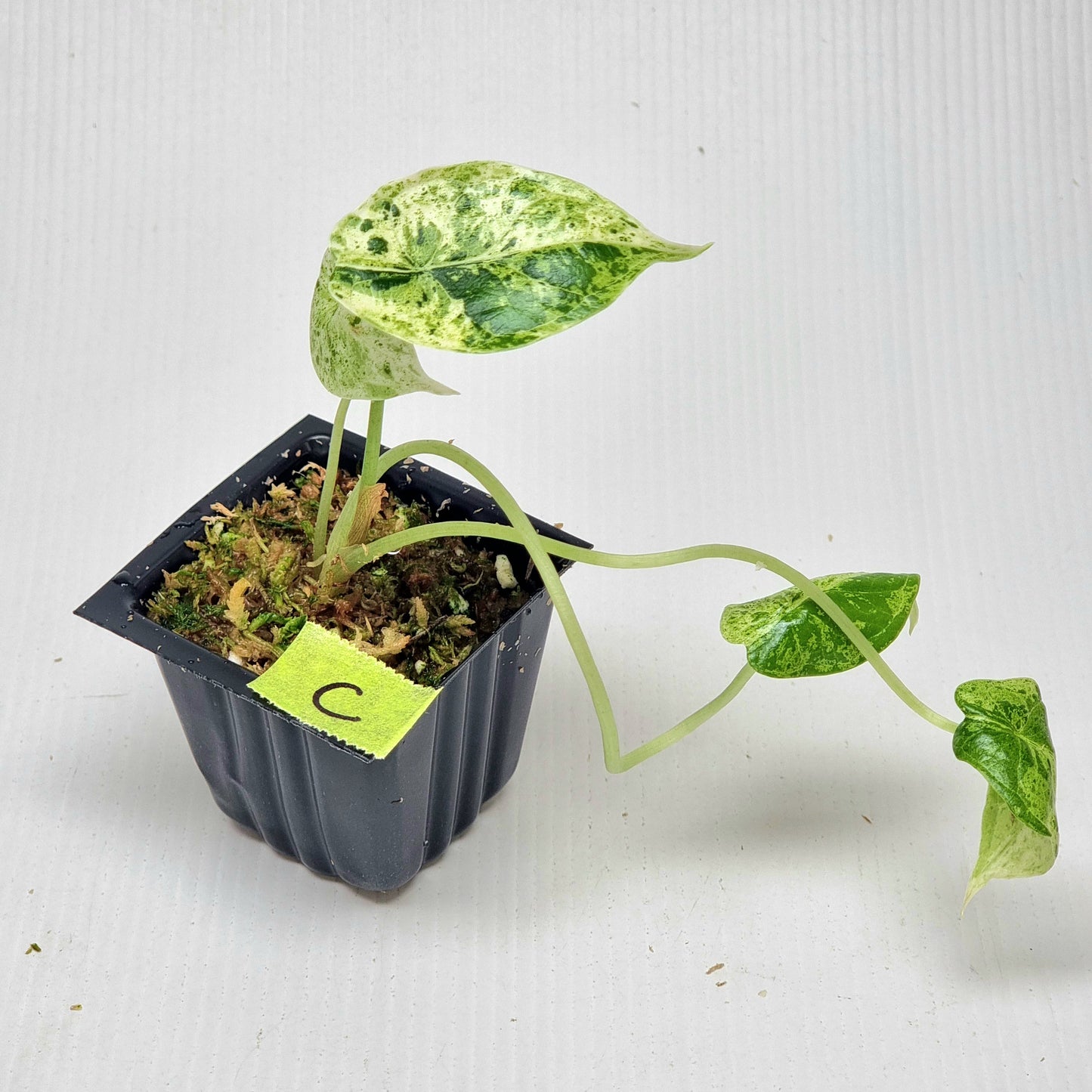 Alocasia Dragon Scale Mint
