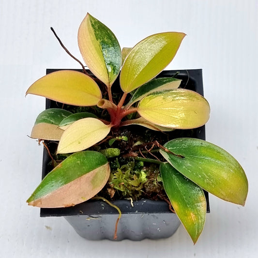 Philodendron Red Congo Variegated