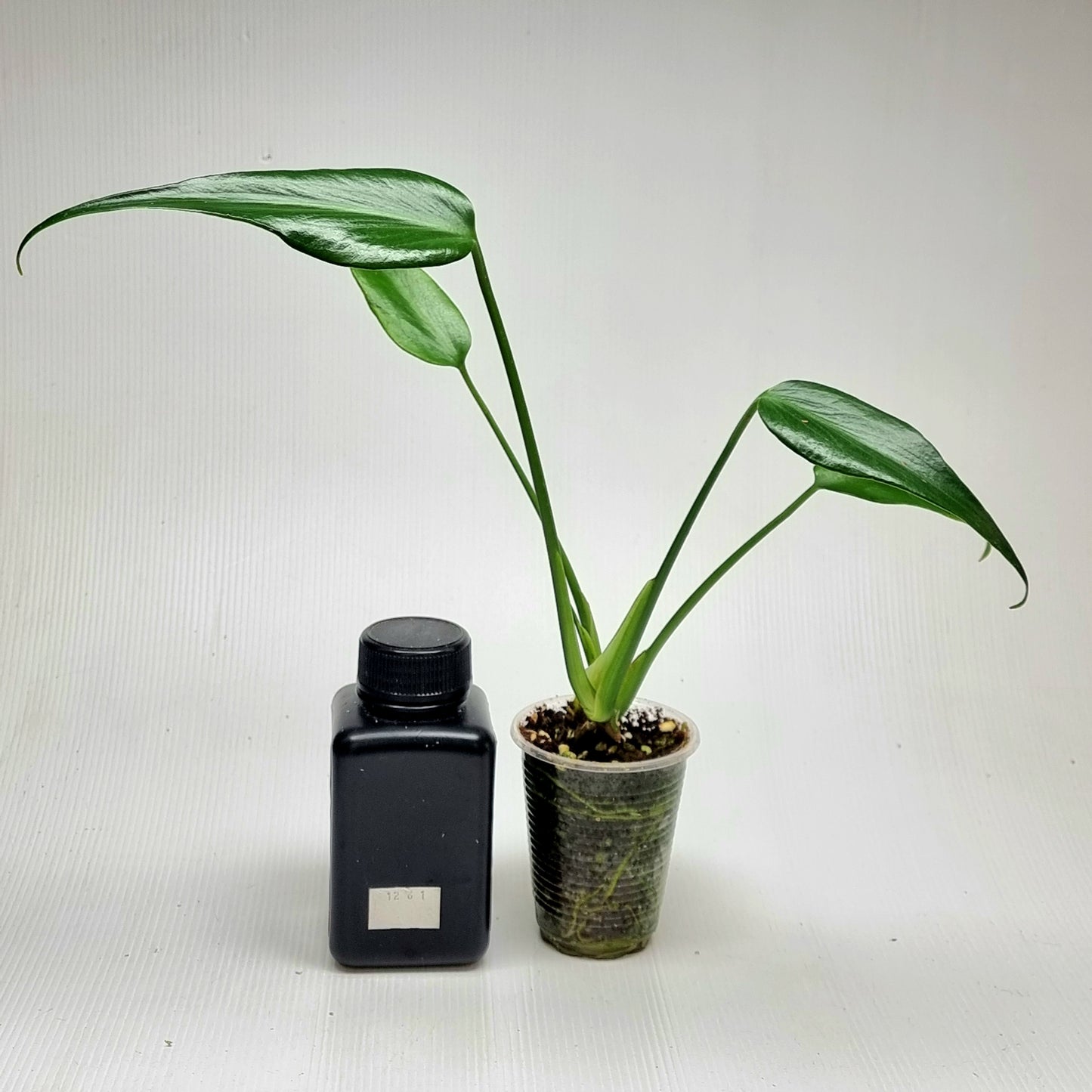 Monstera Burle Marx's Flame, M