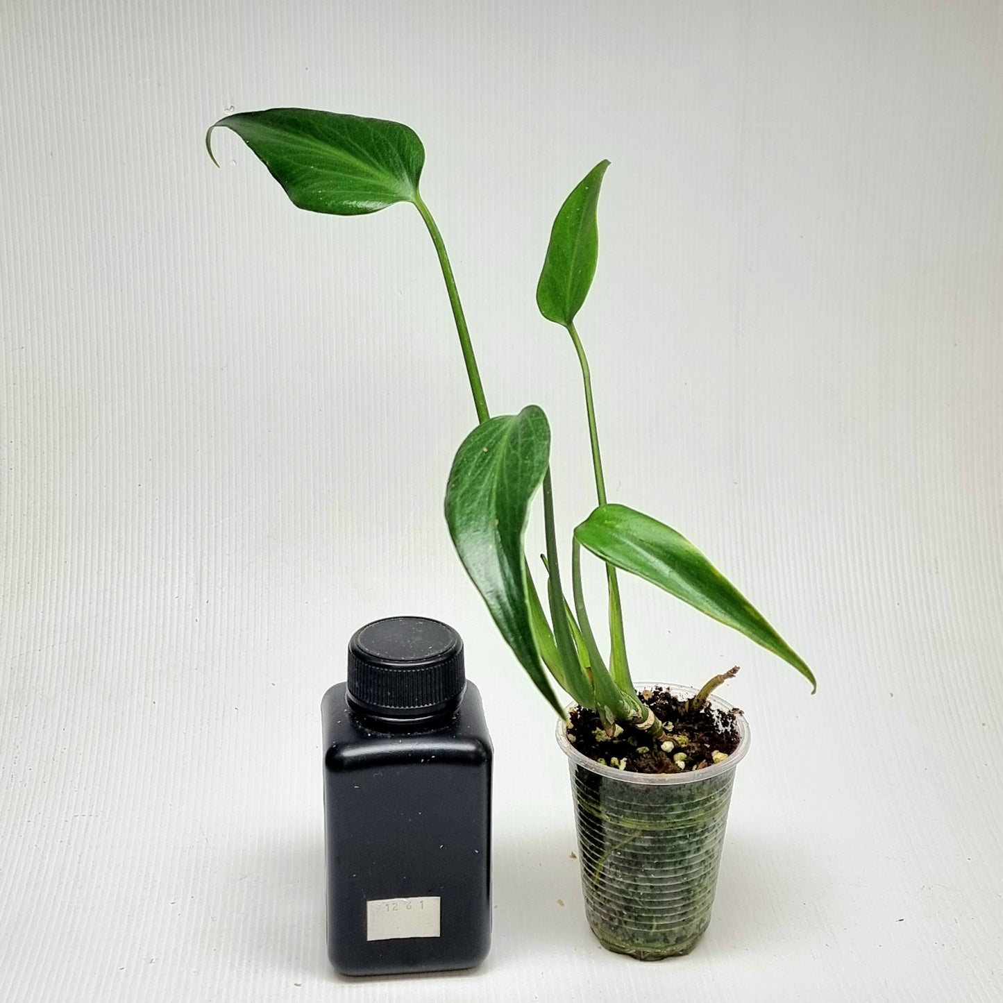 Monstera Burle Marx's Flame, M