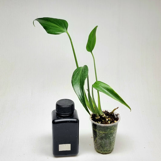 Monstera Burle Marx's Flame, M