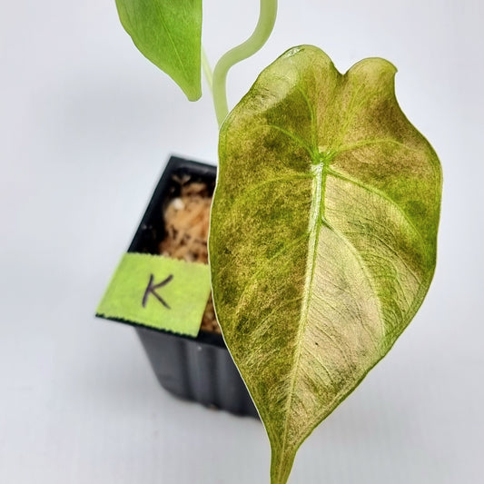 Alocasia Golden Bone Pink Mint