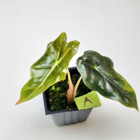 Alocasia sanderiana "Nobilis" Aurea Variegated