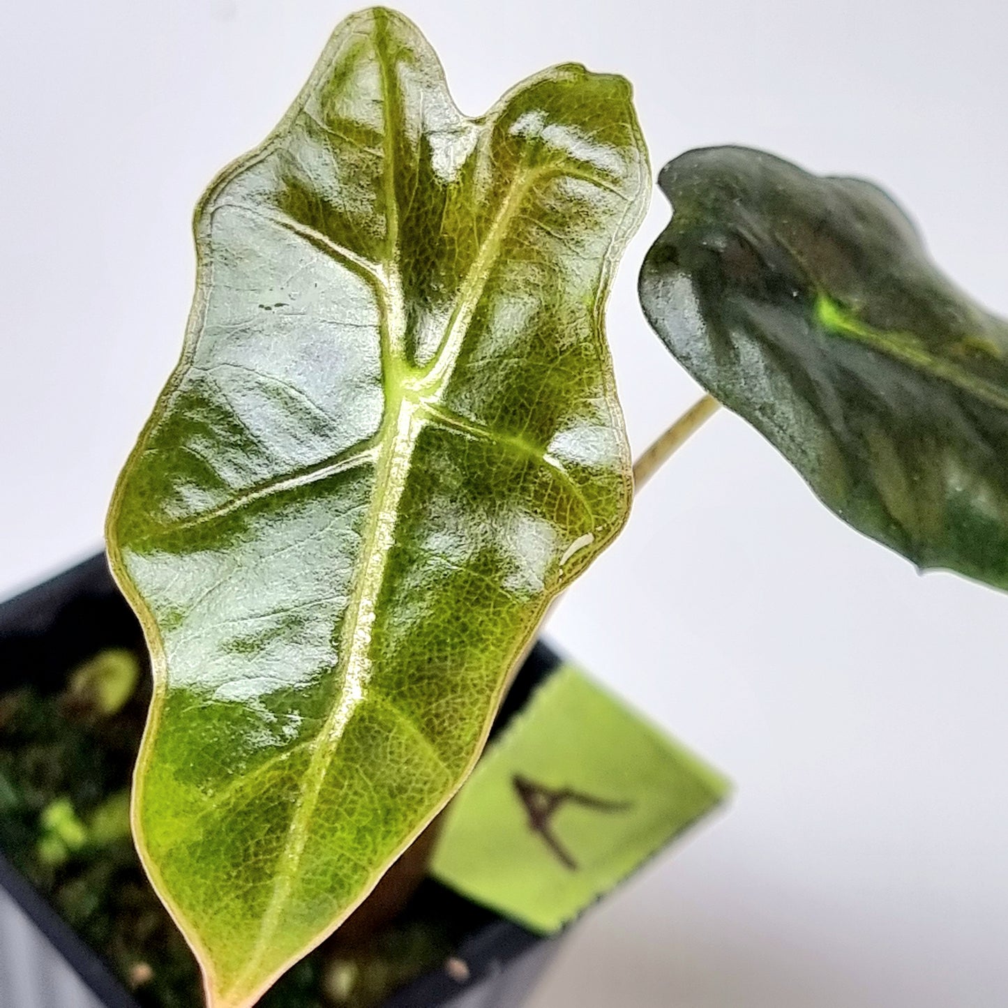 Alocasia sanderiana "Nobilis" Aurea Variegated