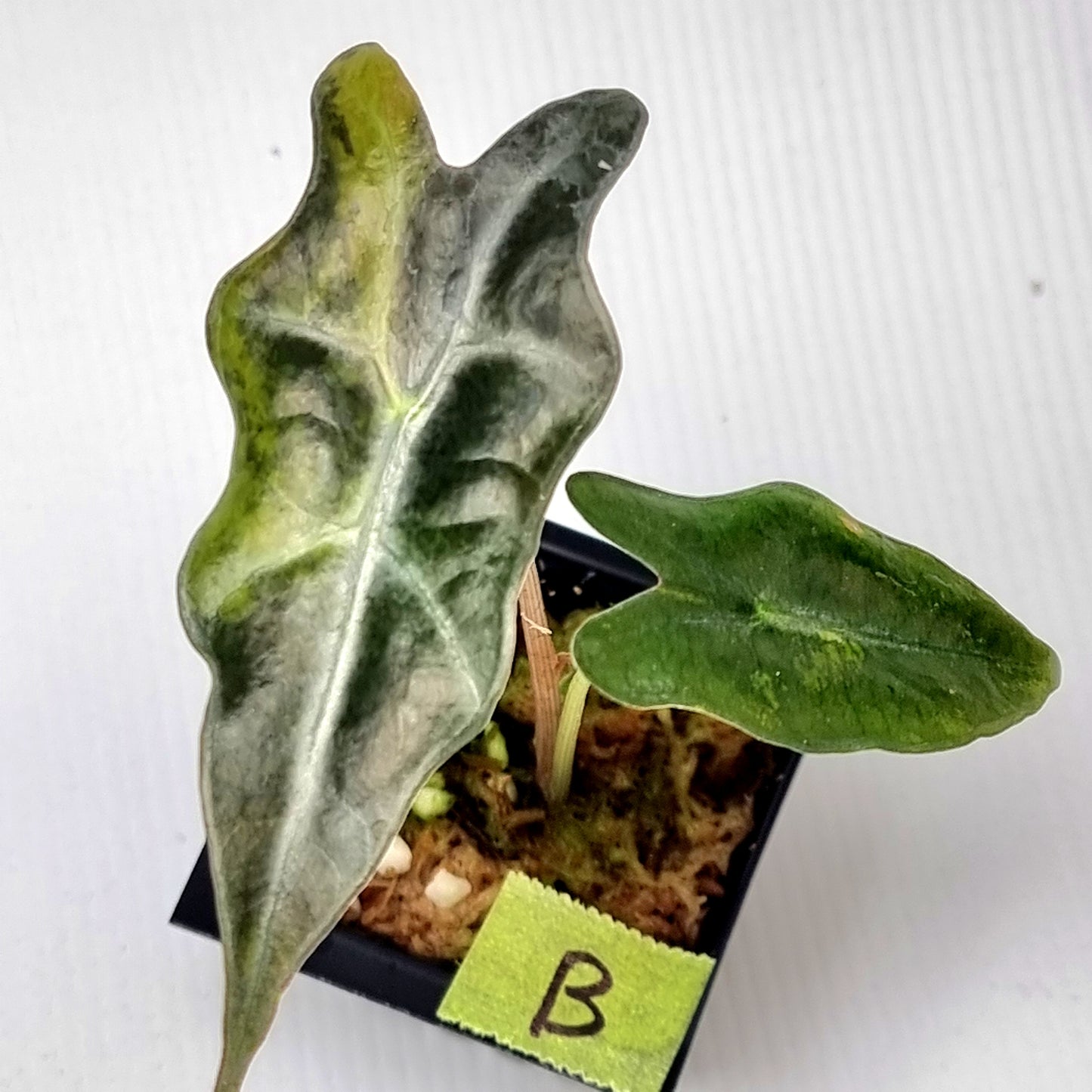 Alocasia sanderiana "Nobilis" Aurea Variegated