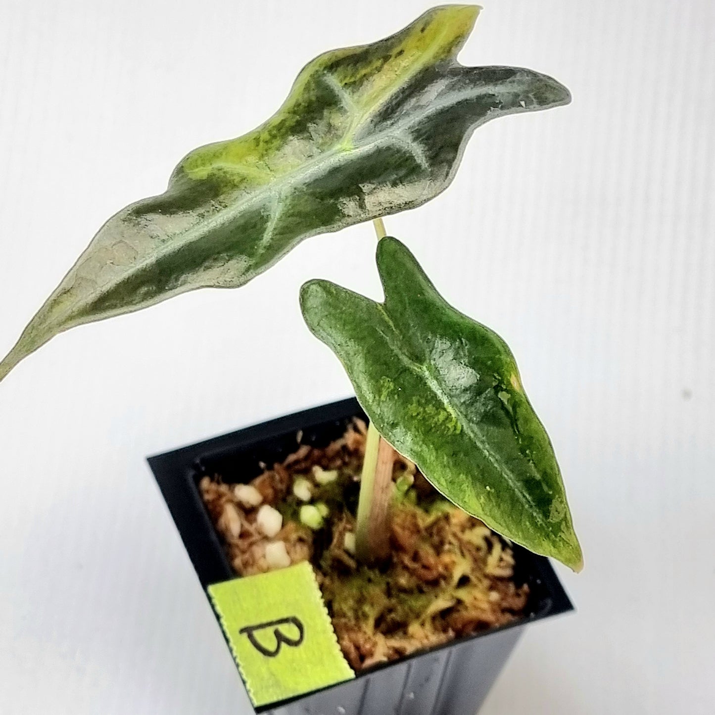 Alocasia sanderiana "Nobilis" Aurea Variegated