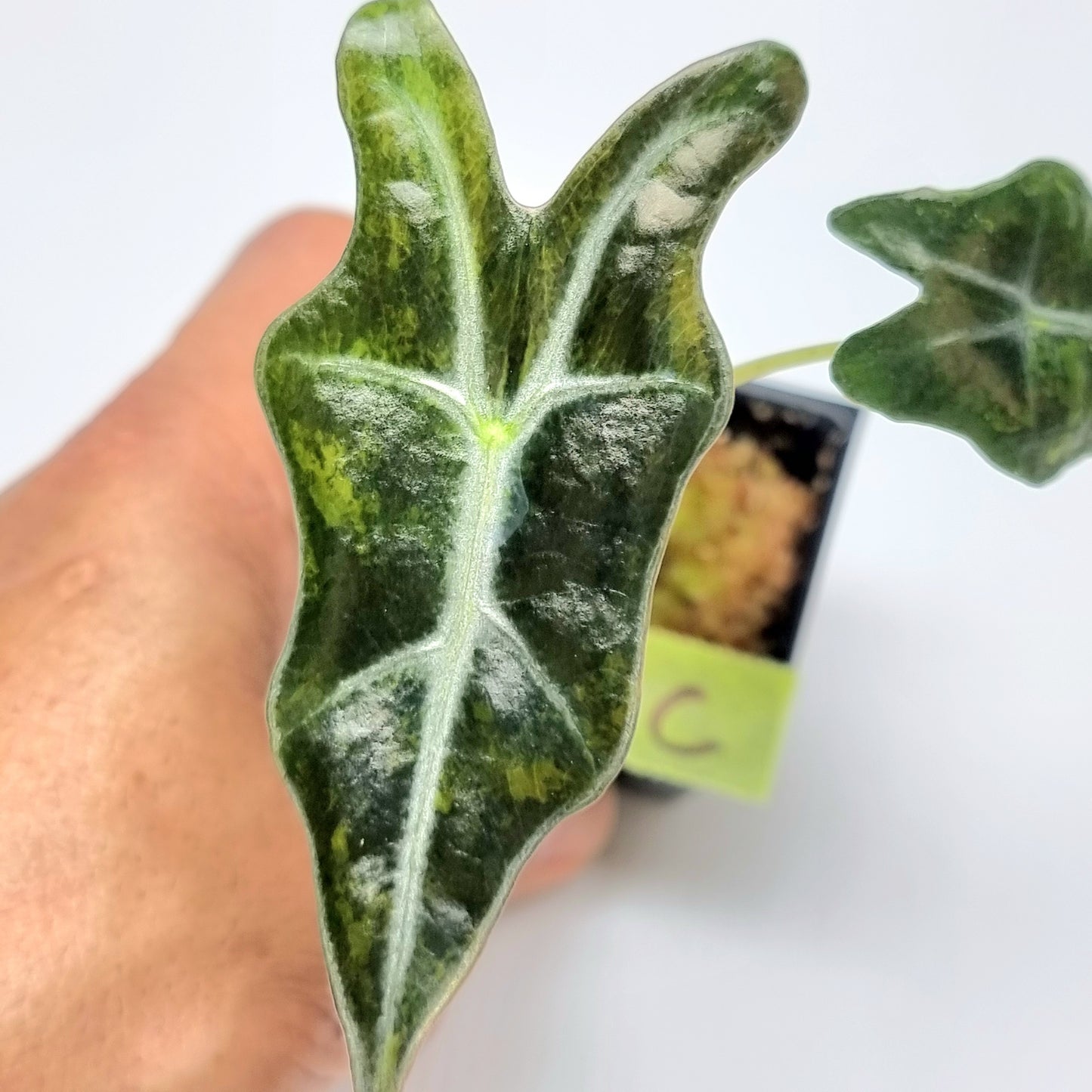 Alocasia sanderiana "Nobilis" Aurea Variegated