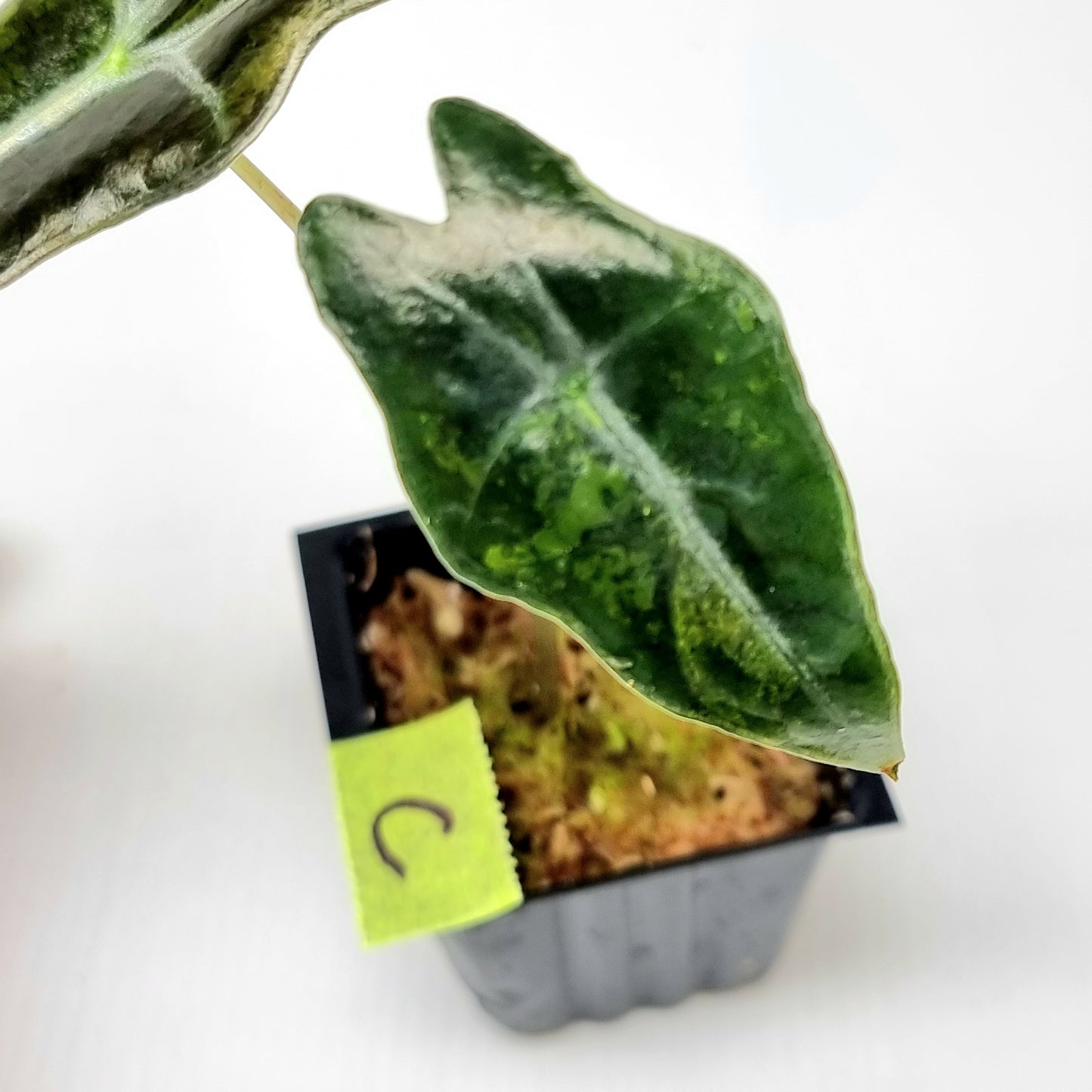 Alocasia sanderiana "Nobilis" Aurea Variegated