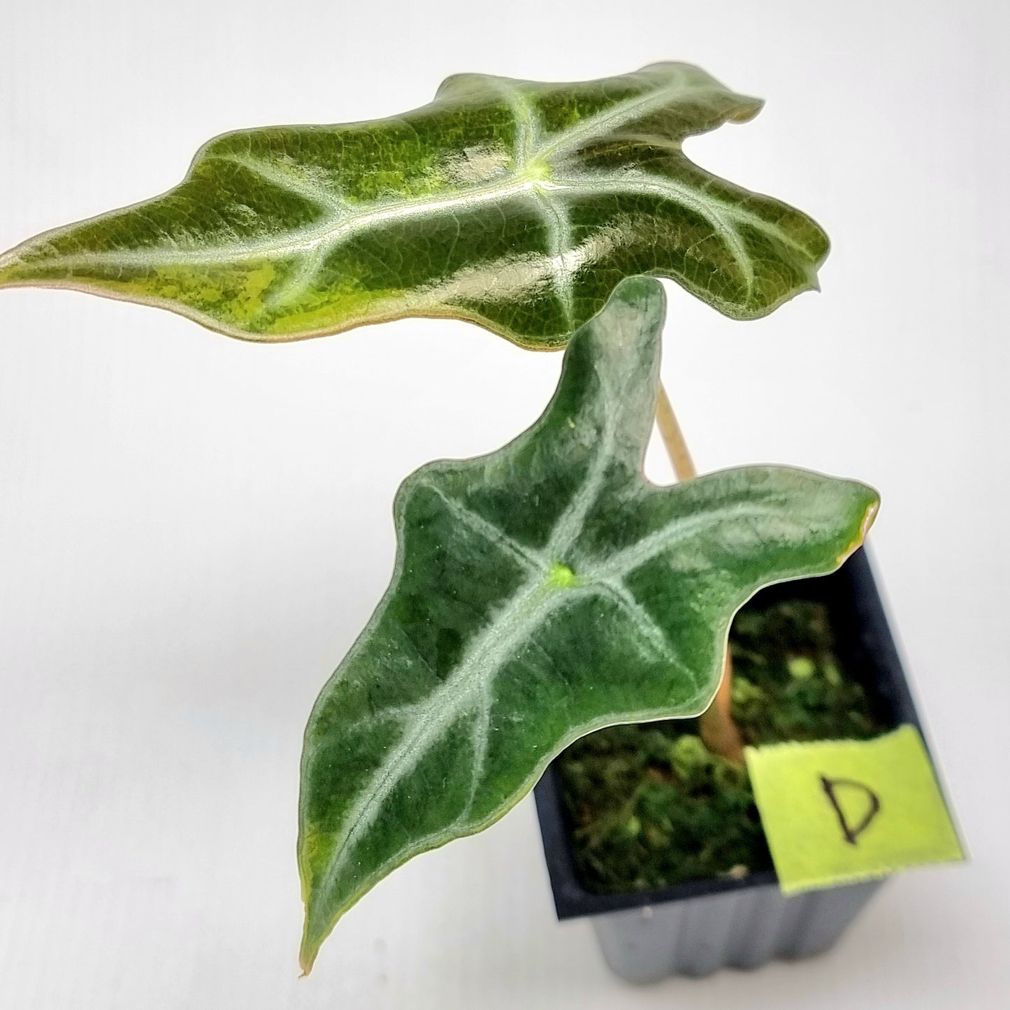 Alocasia sanderiana "Nobilis" Aurea Variegated