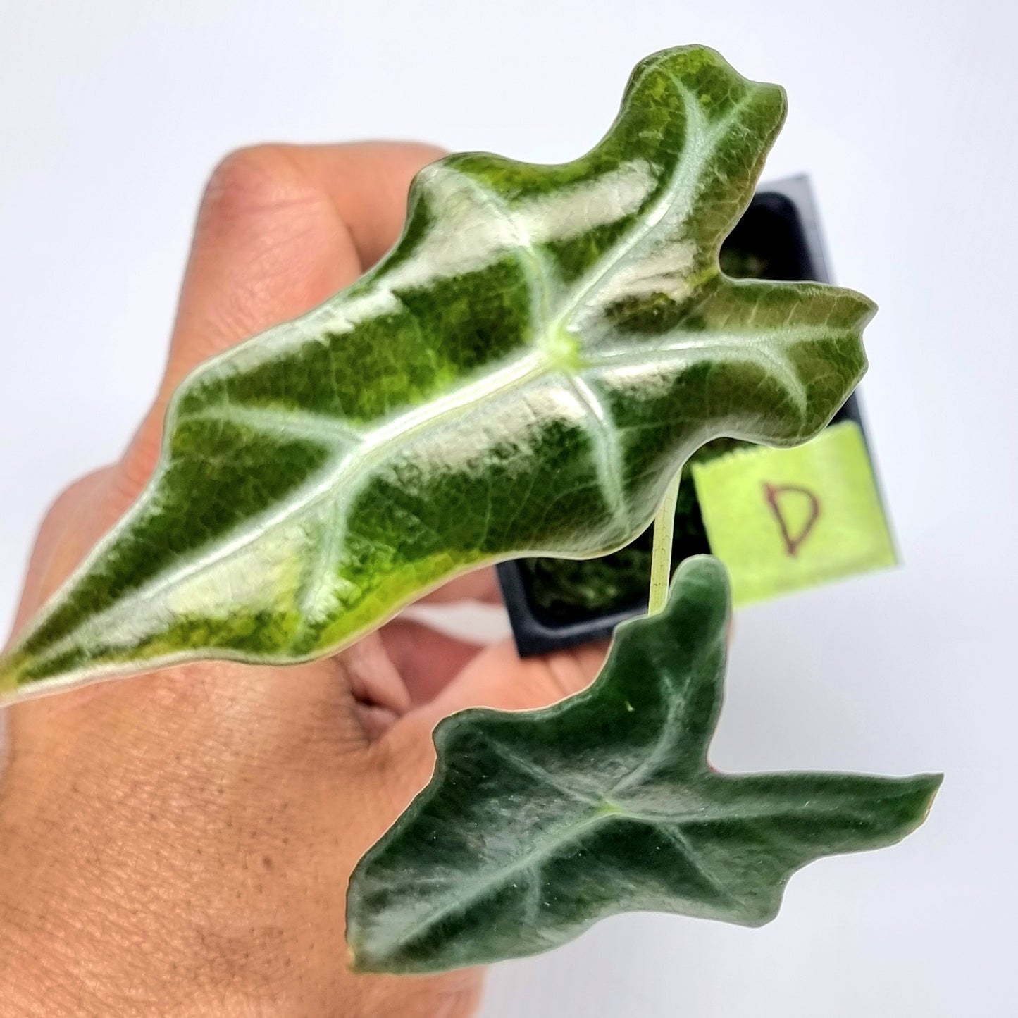 Alocasia sanderiana "Nobilis" Aurea Variegated