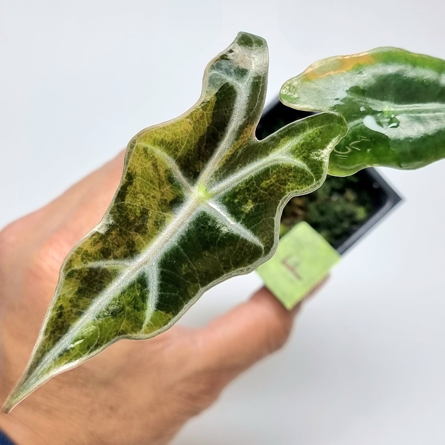 Alocasia sanderiana "Nobilis" Aurea Variegated