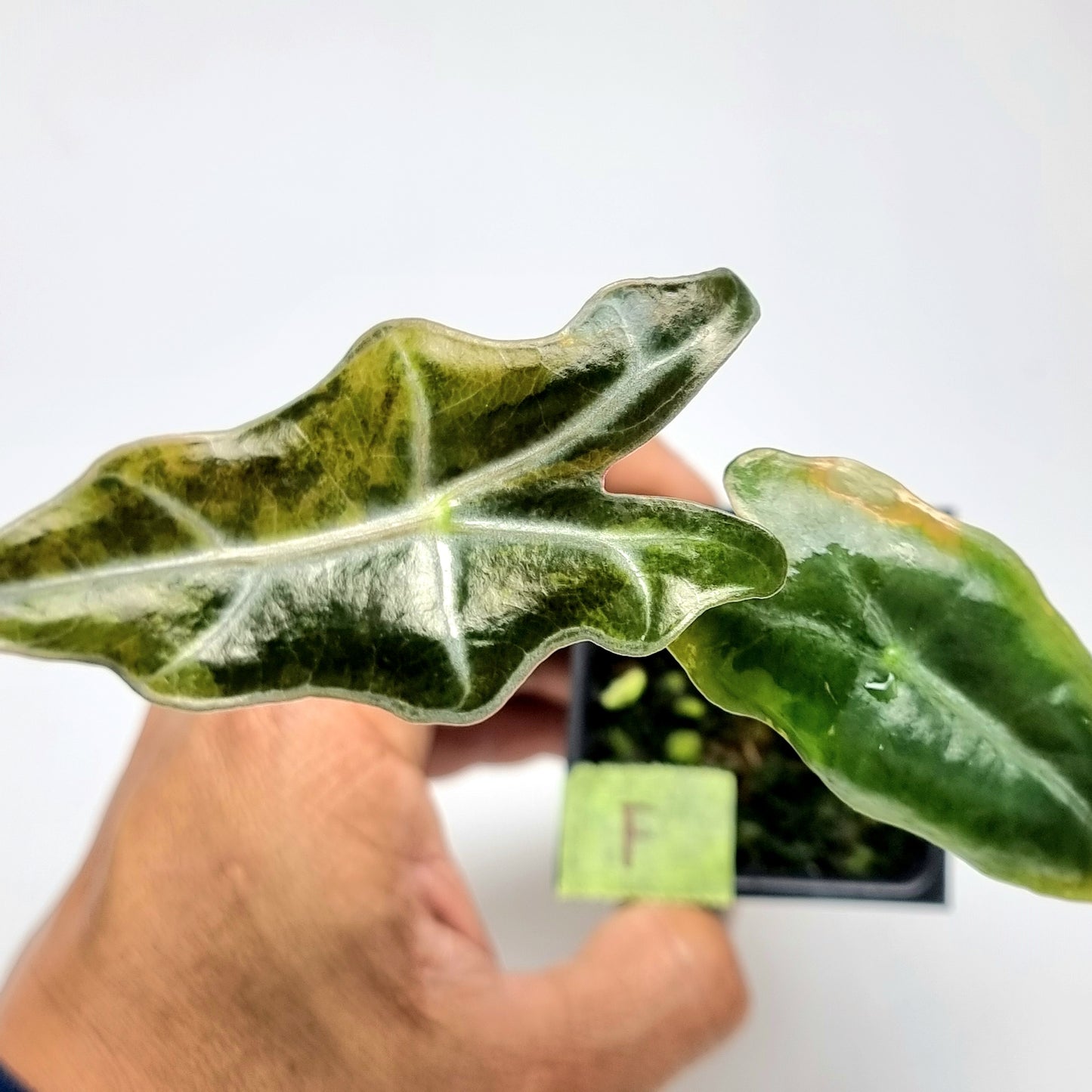 Alocasia sanderiana "Nobilis" Aurea Variegated