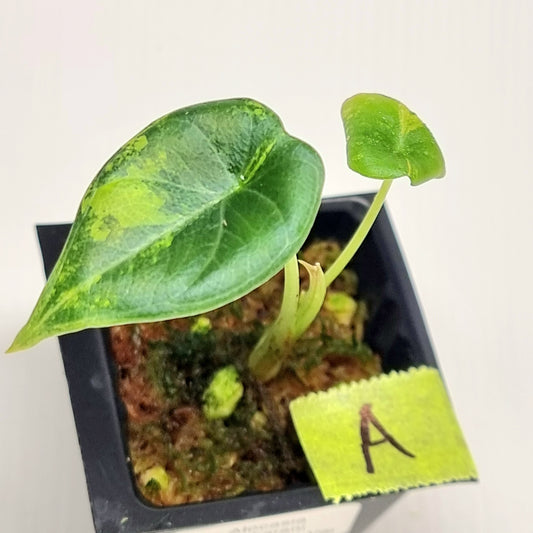Alocasia Maharani Golden Lime Variegated