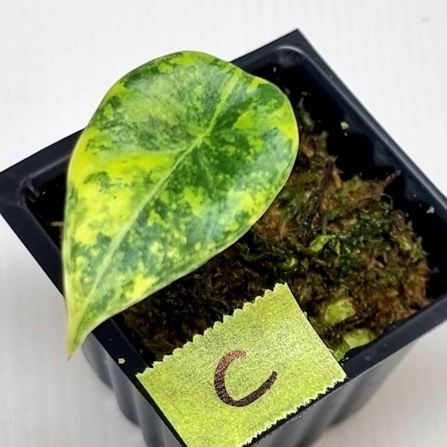 Alocasia Maharani Golden Lime Variegated
