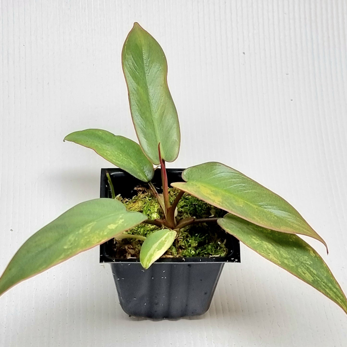 Philodendron atabapoense Pink Mint Variegated
