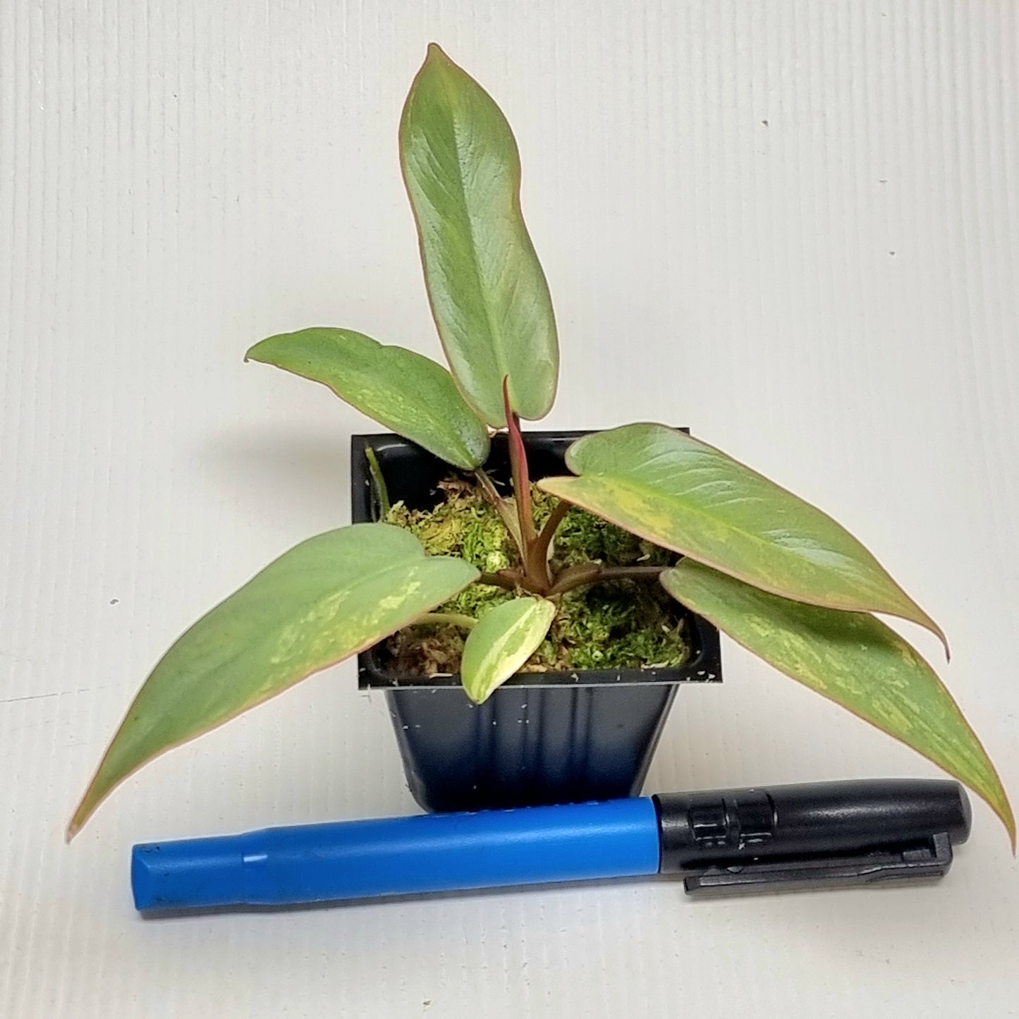 Philodendron atabapoense Pink Mint Variegated