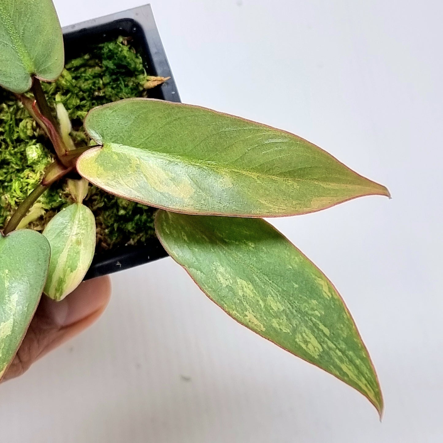 Philodendron atabapoense Pink Mint Variegated