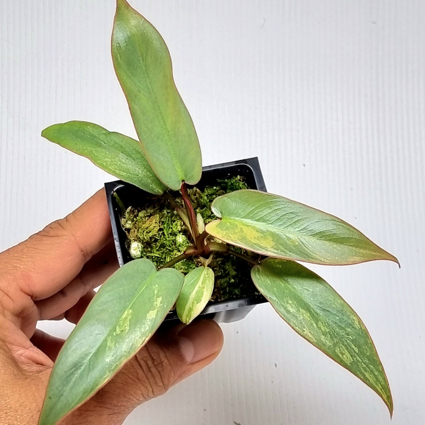 Philodendron atabapoense Pink Mint Variegated