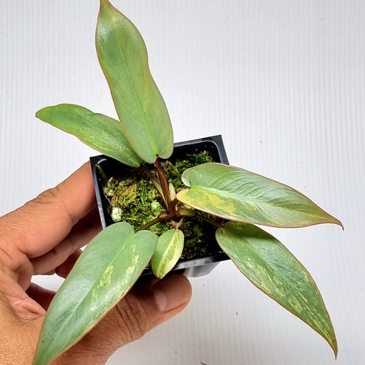 Philodendron atabapoense Pink Mint Variegated