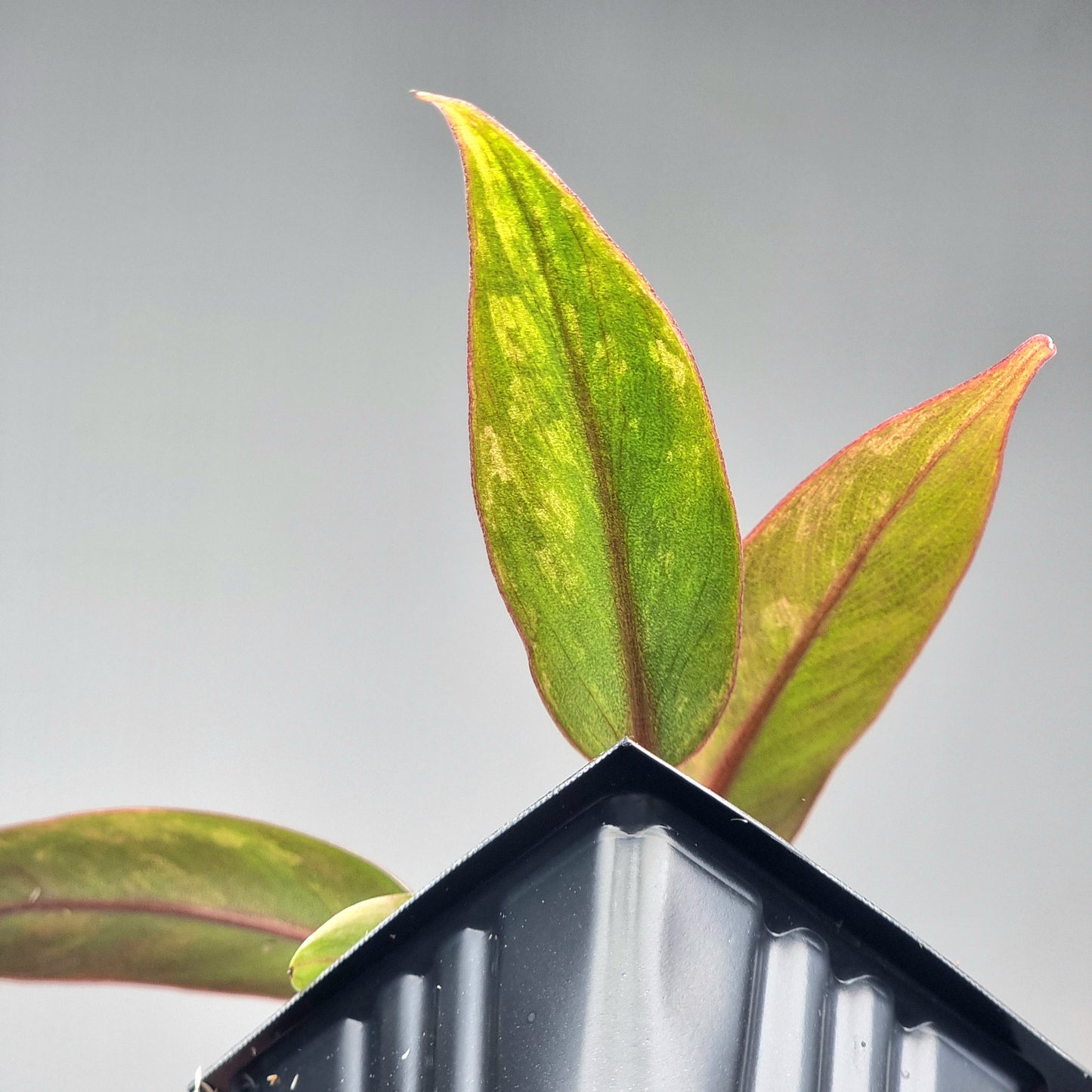 Philodendron atabapoense Pink Mint Variegated