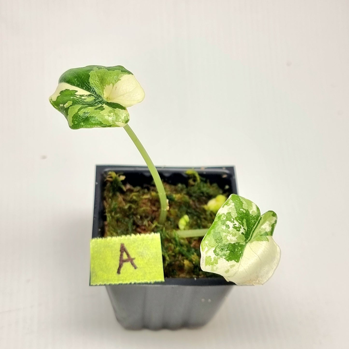 Alocasia melo Albo variegated