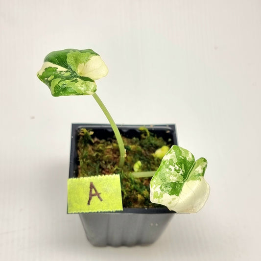 Alocasia melo Albo variegated