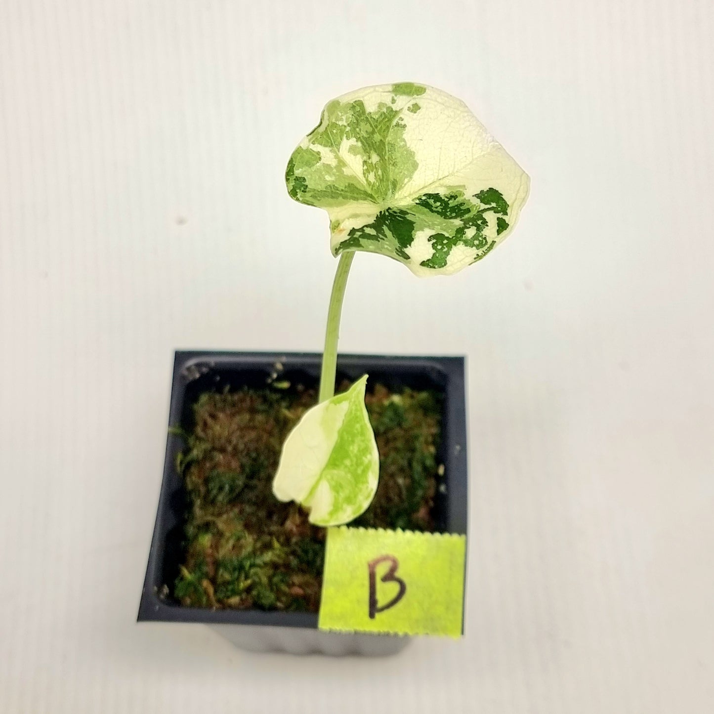 Alocasia melo Albo variegated