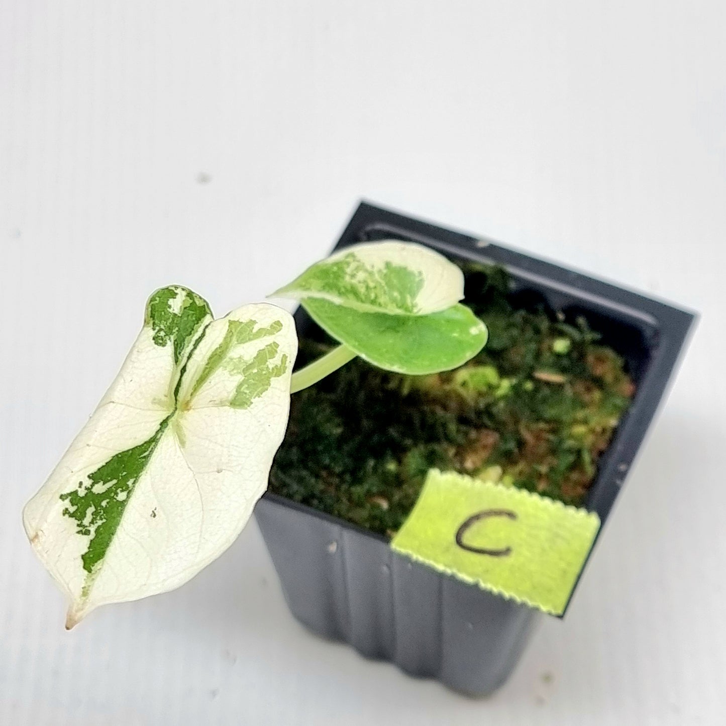Alocasia melo Albo variegated
