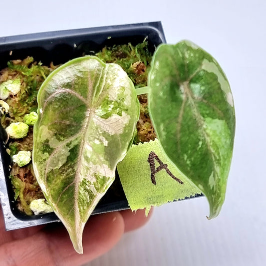 Alocasia azlanii Pink variegated