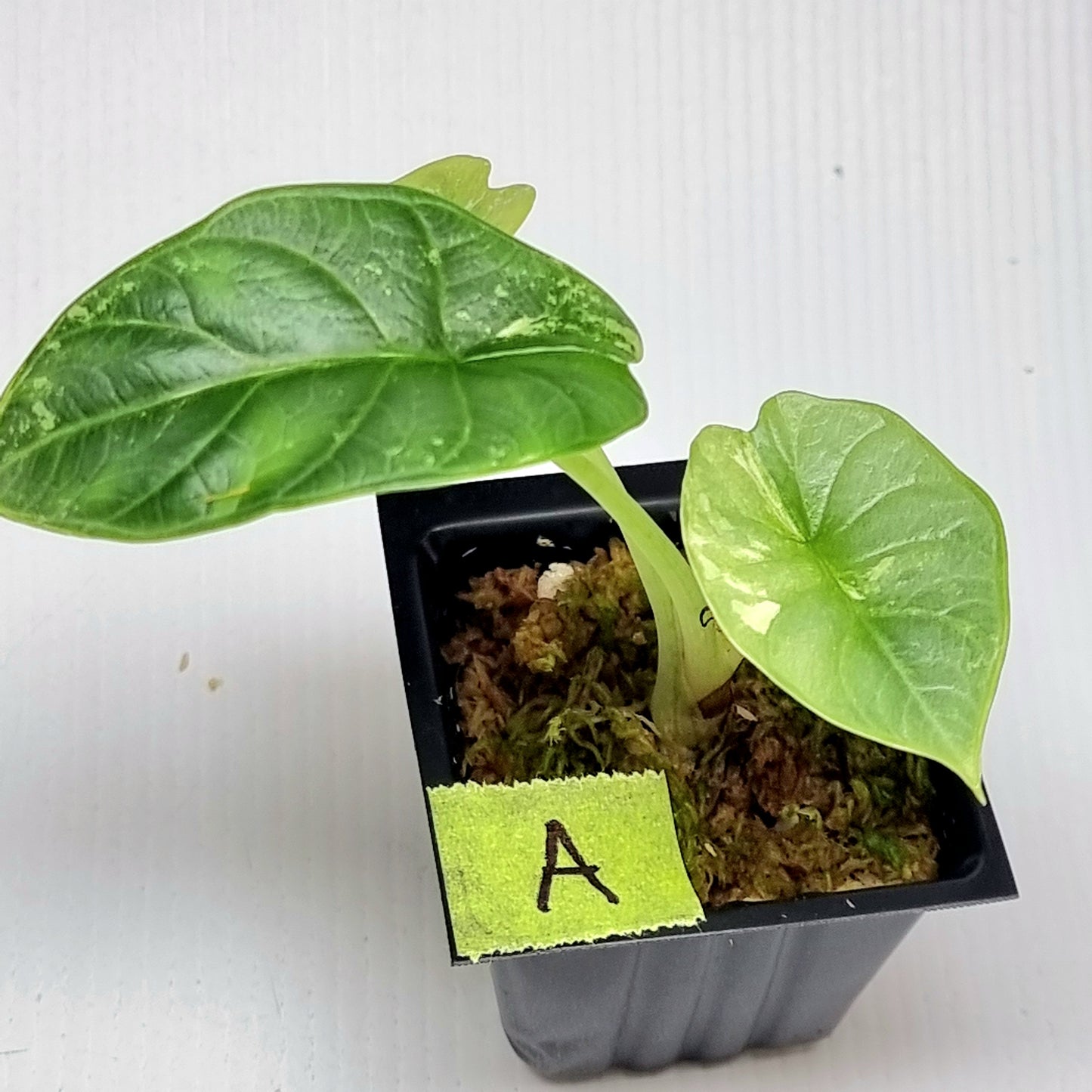Alocasia Silver Dragon Albo Variegated