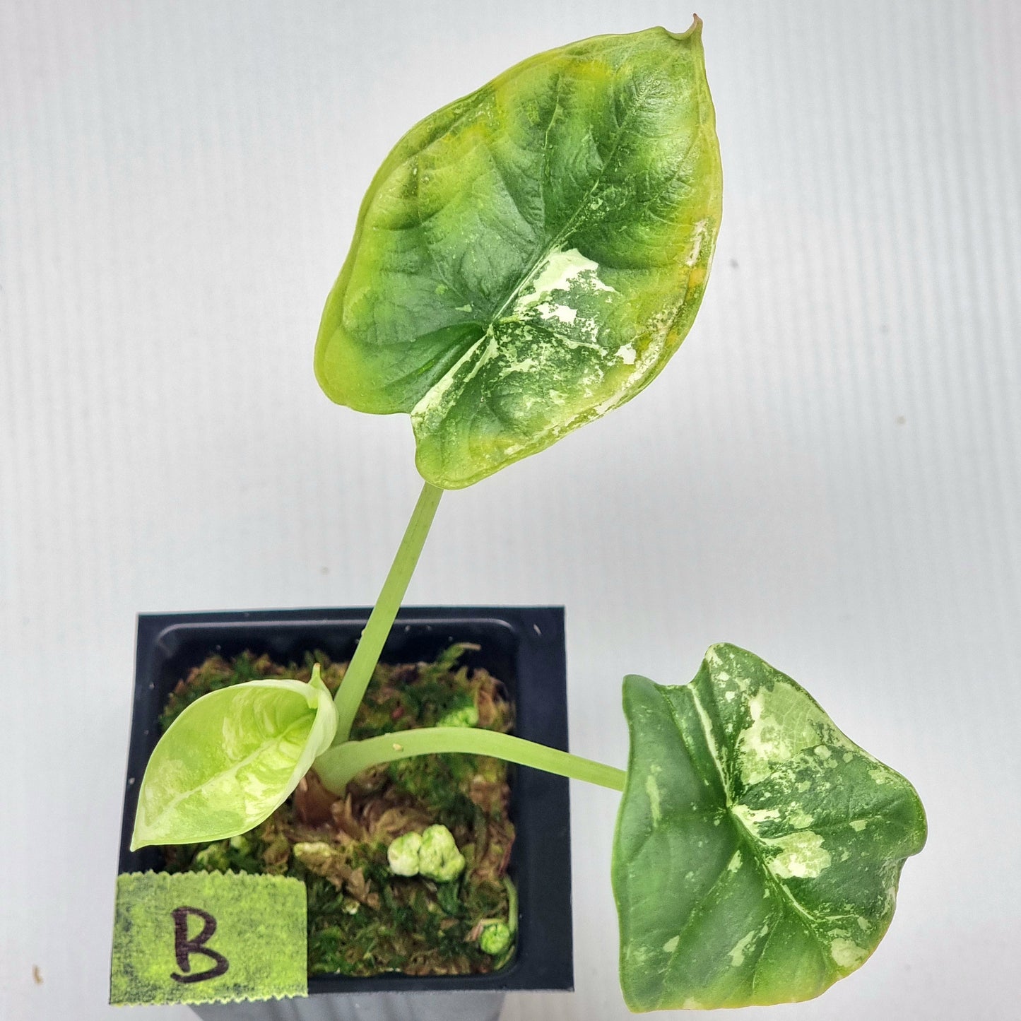 Alocasia Silver Dragon Albo Variegated
